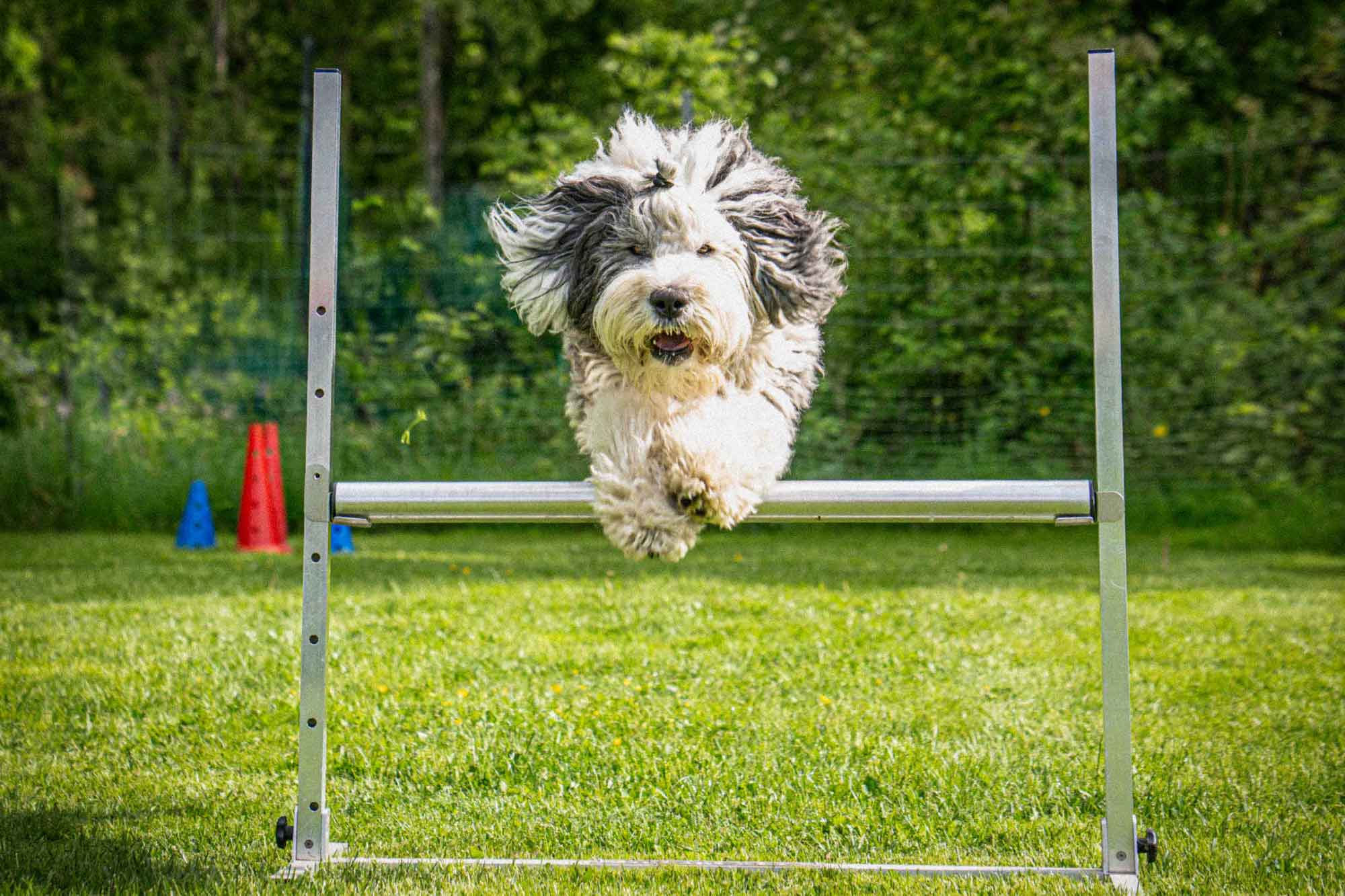 01-Hund-Oberammergau