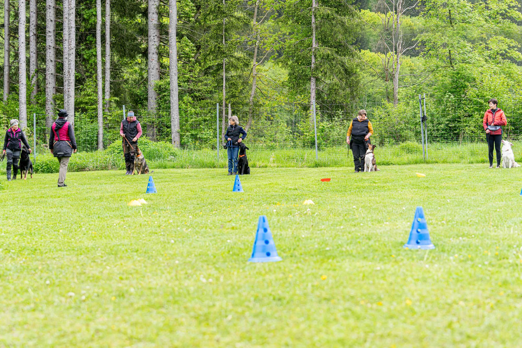 Hund-Oberammergau-Obedience-Gruppe
