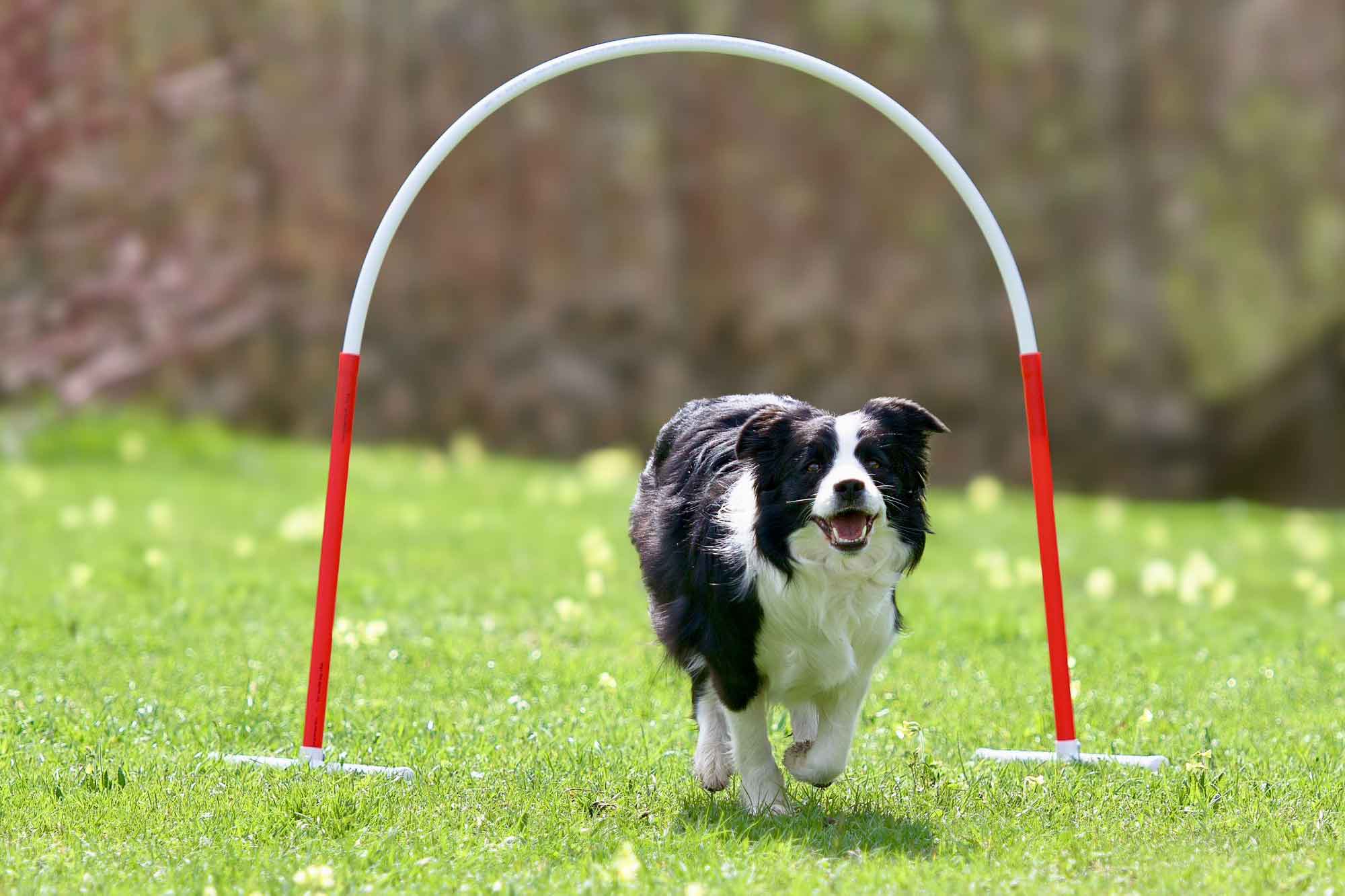 06-hoopers